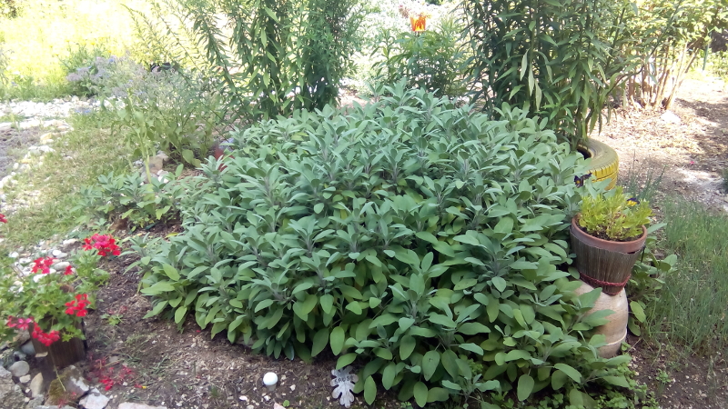 Jardin Jardin